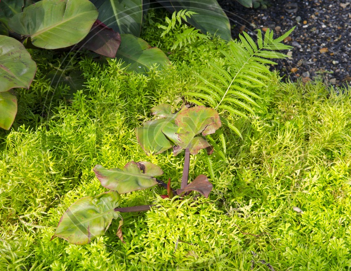 Lush Green Plants in a Garden