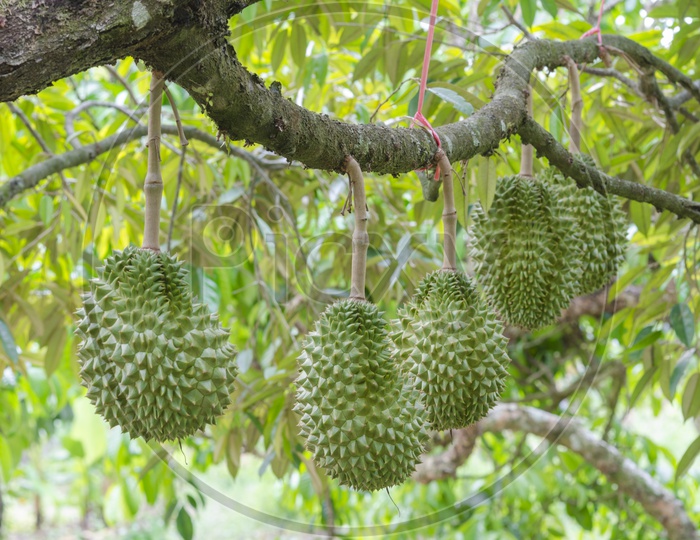 Fresh durian fruit on tree in the tropical orchard, Thailand