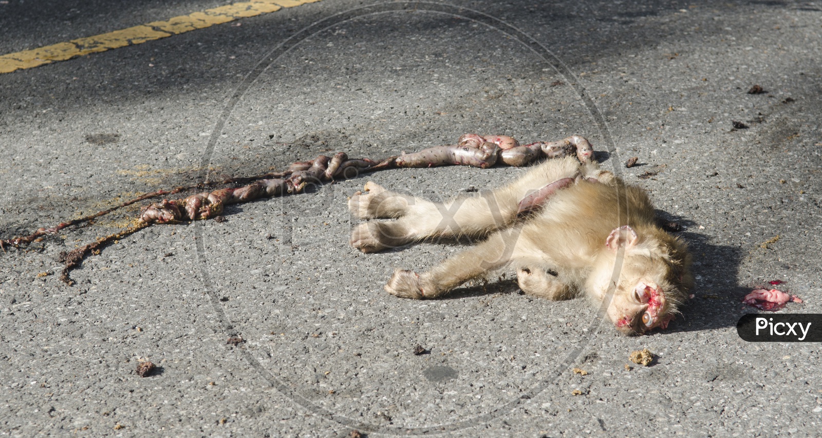 A Monkey met with an accident in Thailand