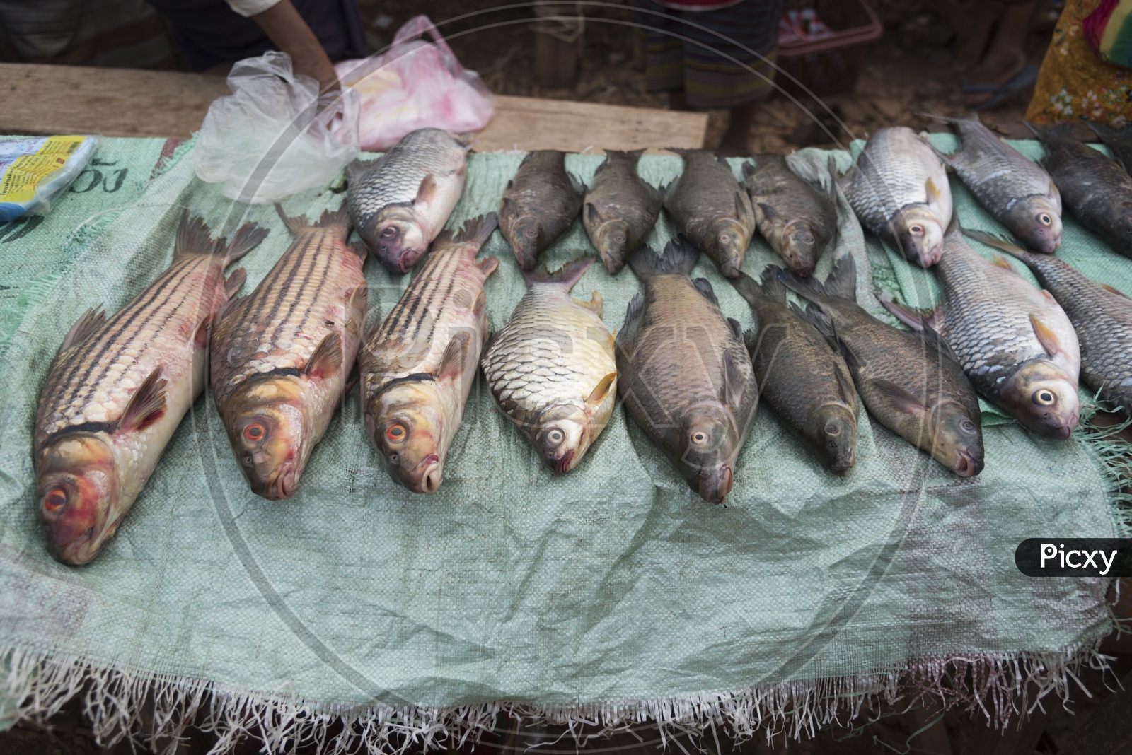 Live Fish for sale in Luang Prabang Morning Market, Laos