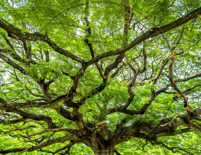 Branches of a Green tree In a Tropical Forest Forming a Background