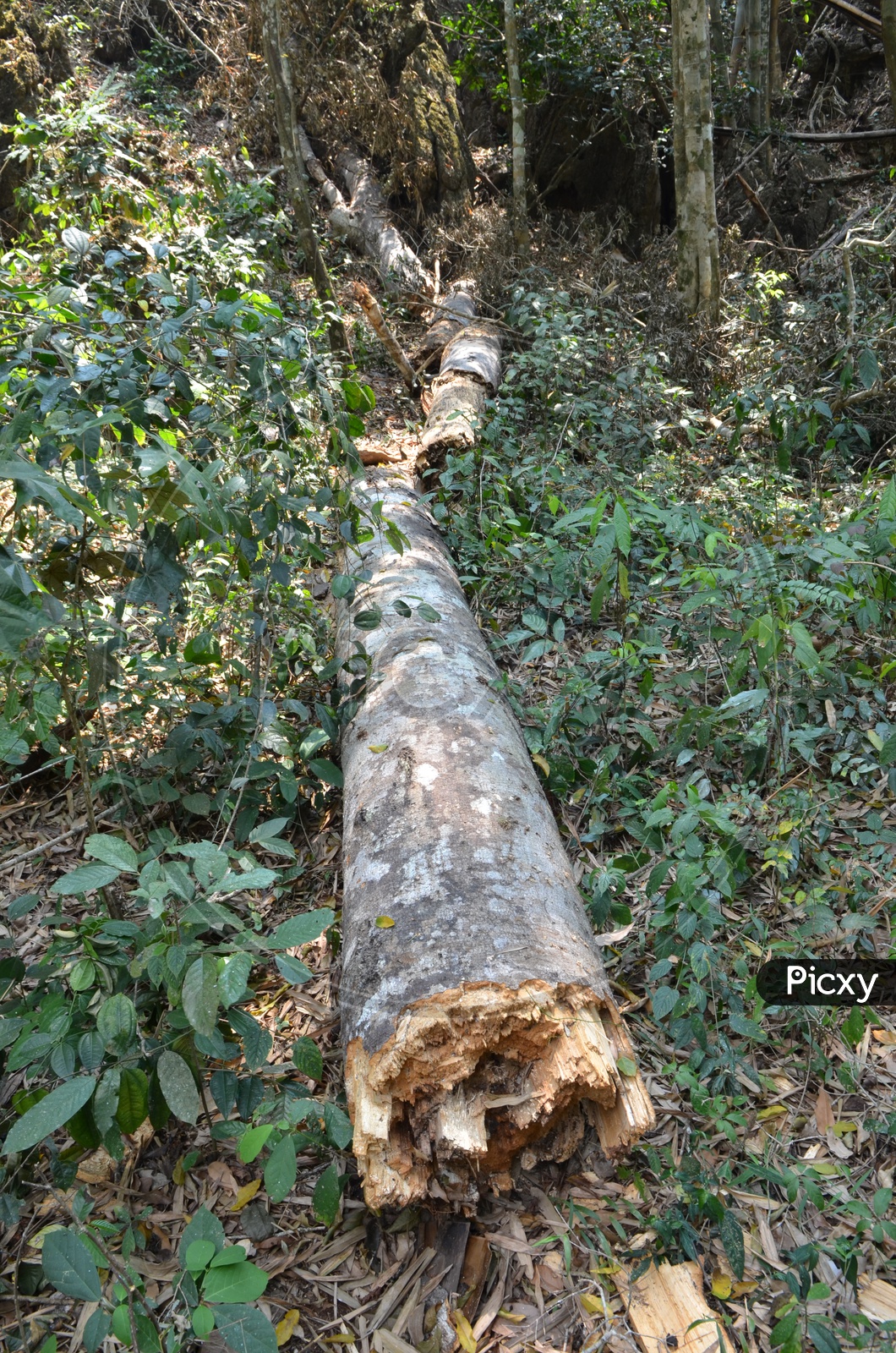 A broken tree in tropical forest in Khao Yai National Park, Thailand