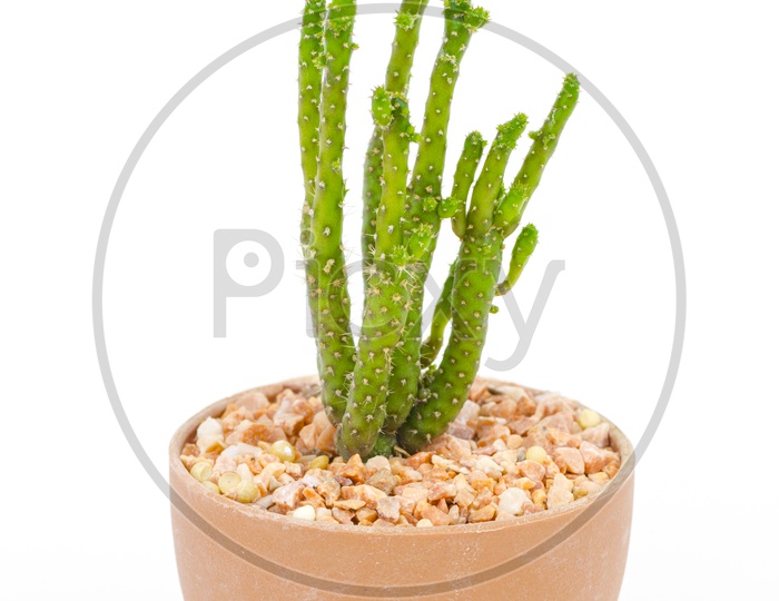 Green Cactus Plant Growing in a Pot Over an Isolated White Background