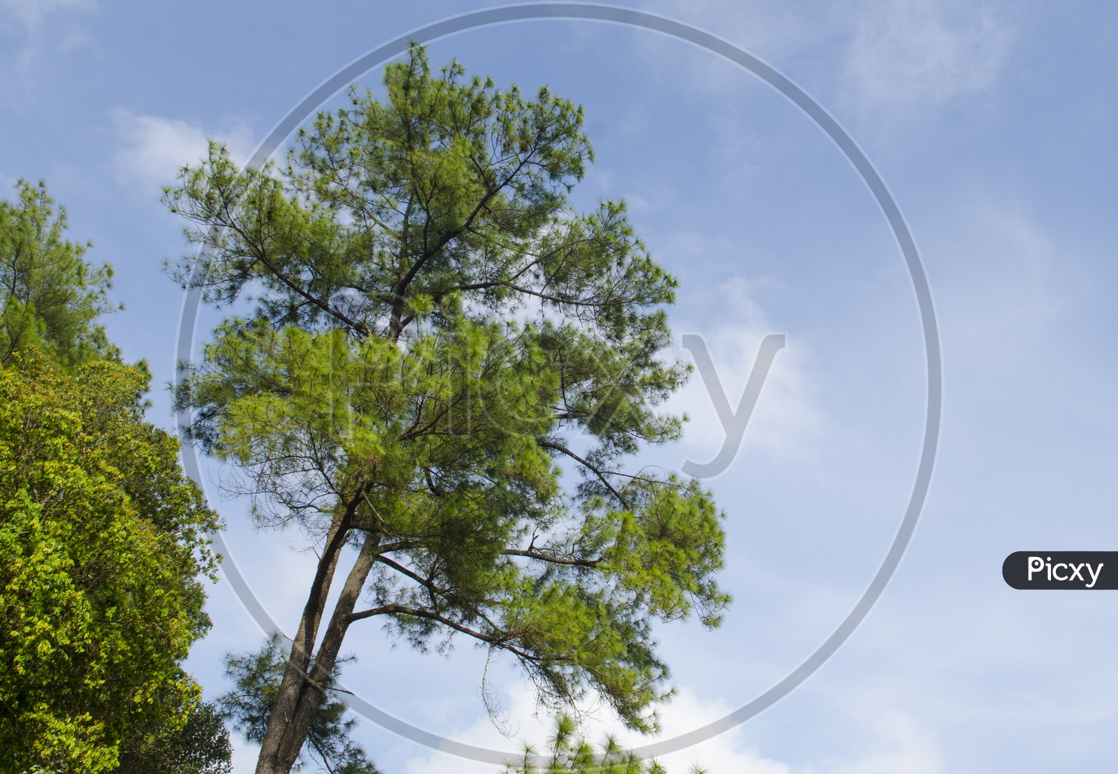 Pine trees in the forest with blue sky in background