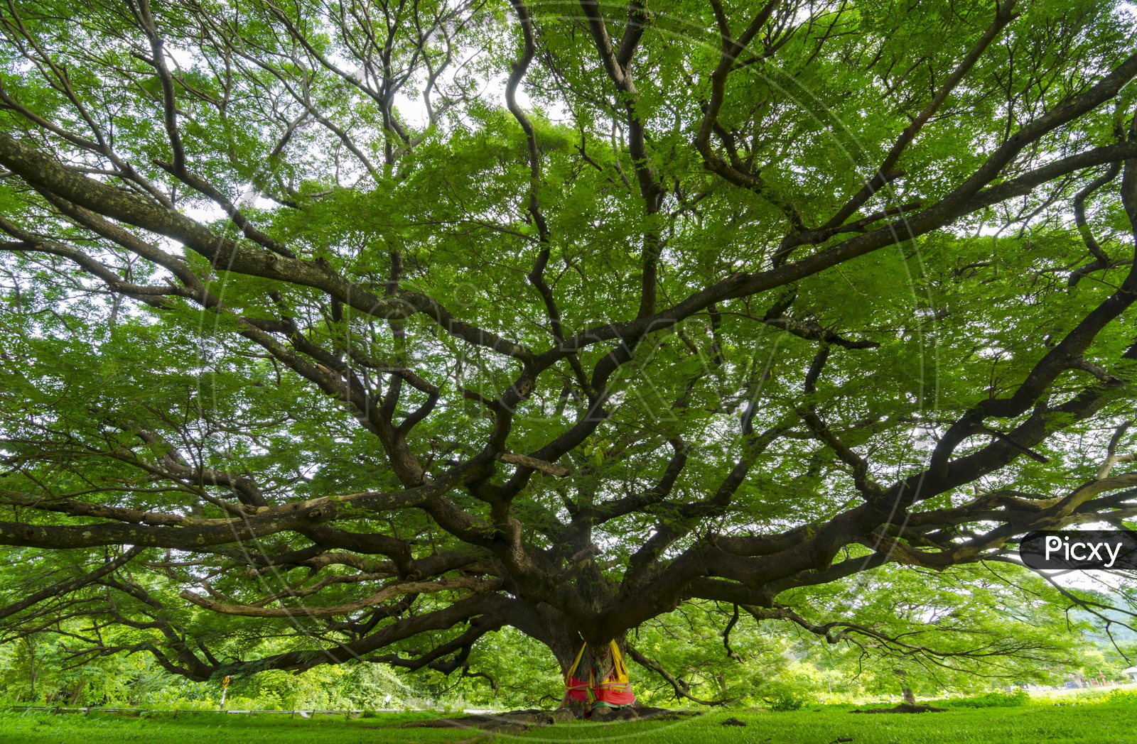 Wide angle of giant tree with spring leaves in Thailand