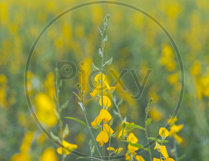 Macro Shot of Yellow Flowers in Field