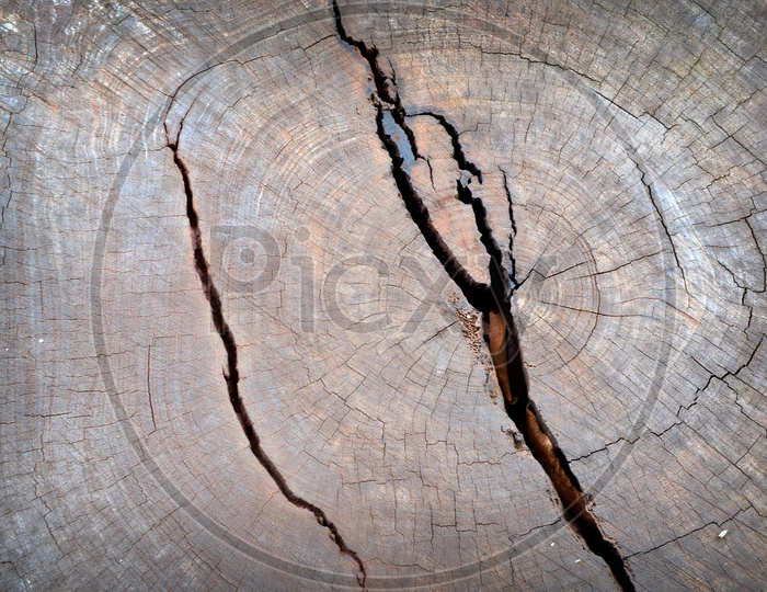 A Tree trunk crack