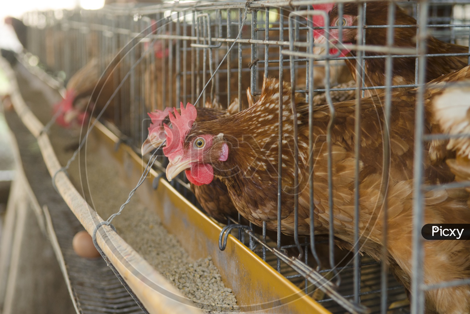 Chickens in a Farm, Thailand