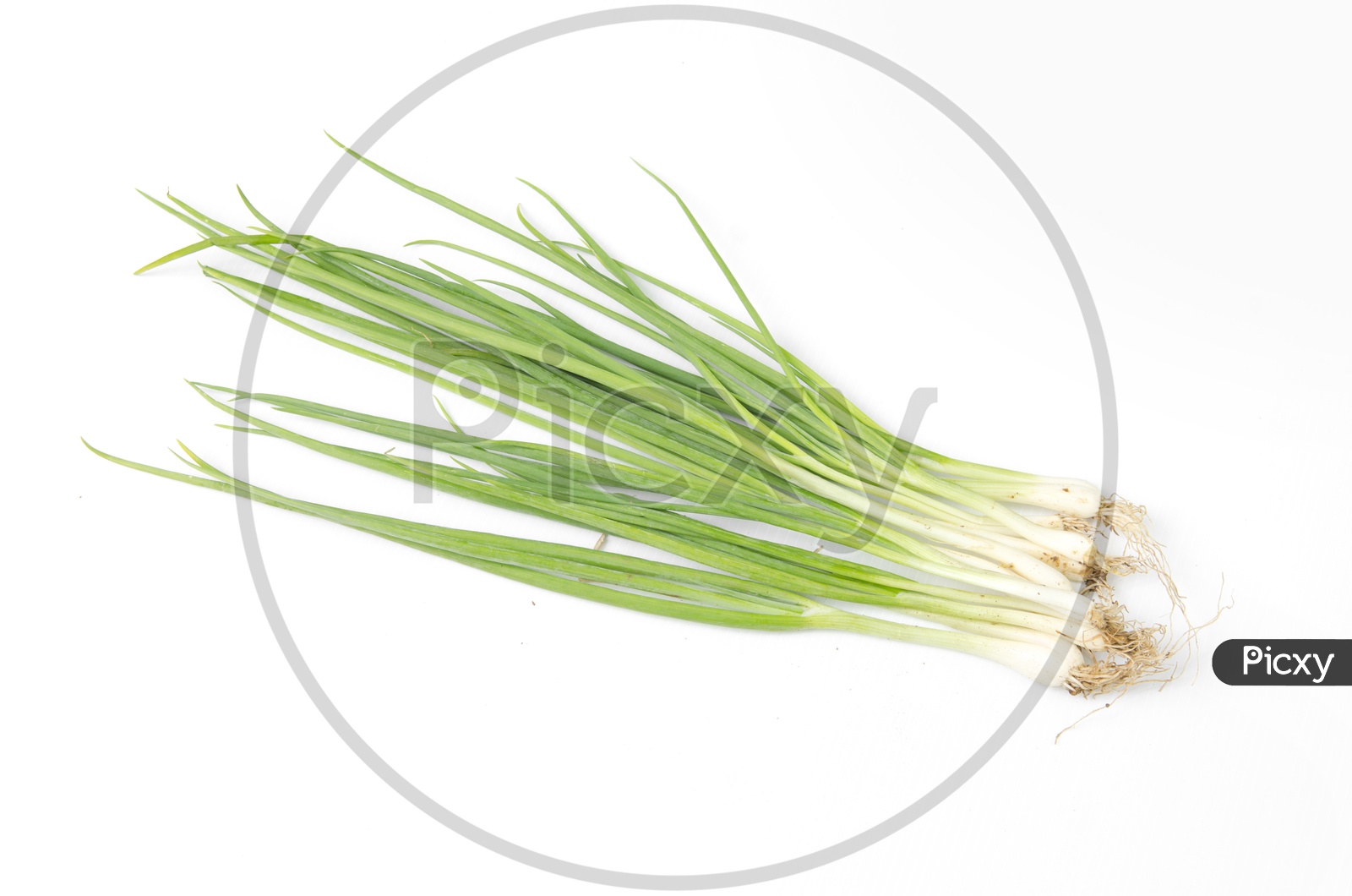 Onion herb