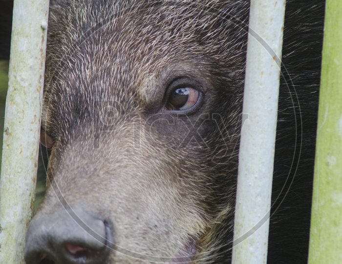 Black bear looking through the cage bars