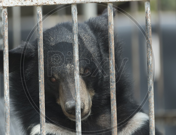 Asian Black Bear in cage