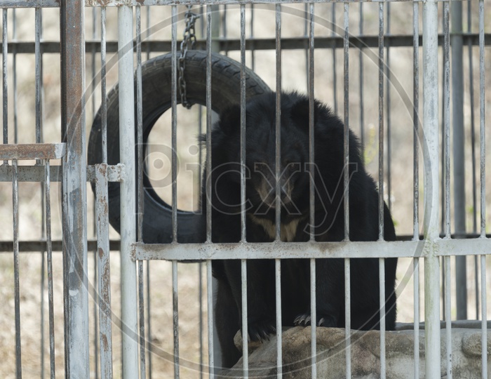 Black Bear in Cage, Zoo in Thailand