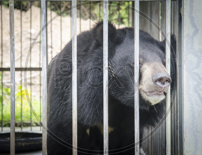 Asiatic black bear(Ursus thibetanus)  in a cage