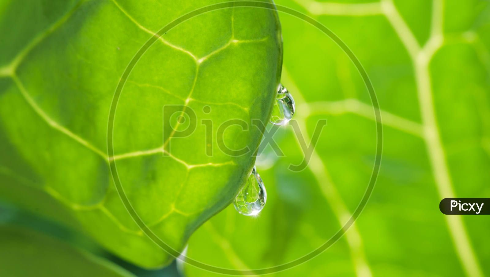 Water-drops on green leaf after rain