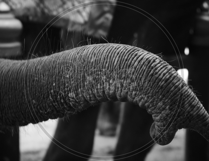 Asian Elephant Trunk Closeup In B&W Filter