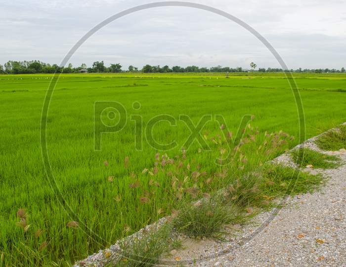 Rice plants along the fields in Thailand