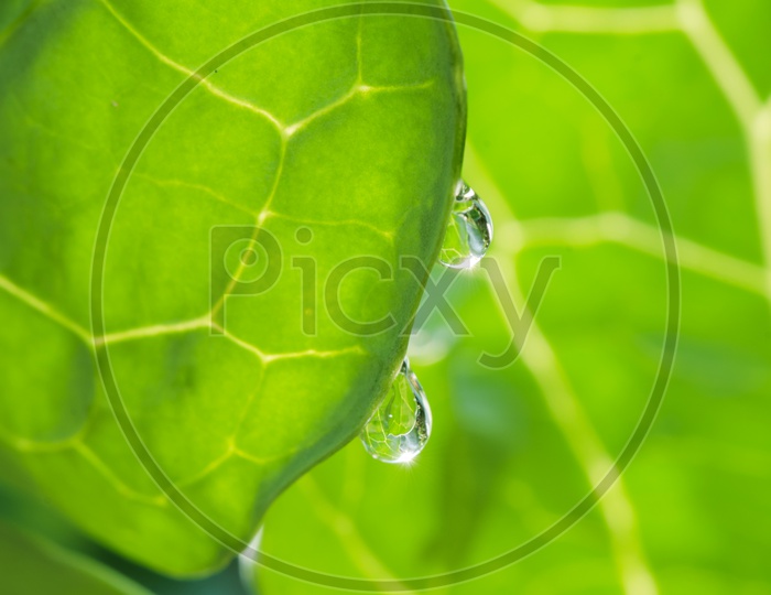 Water-drops on green leaf after rain