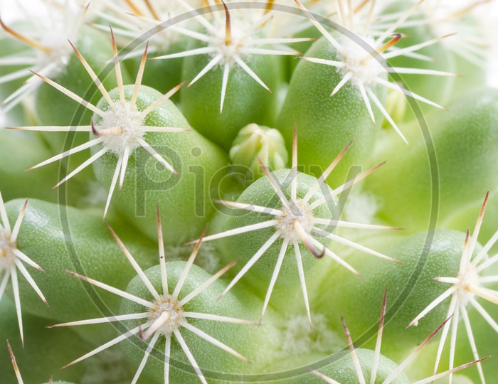 Green Cactus Plant Closeup With Thorns  Isolated On White Background
