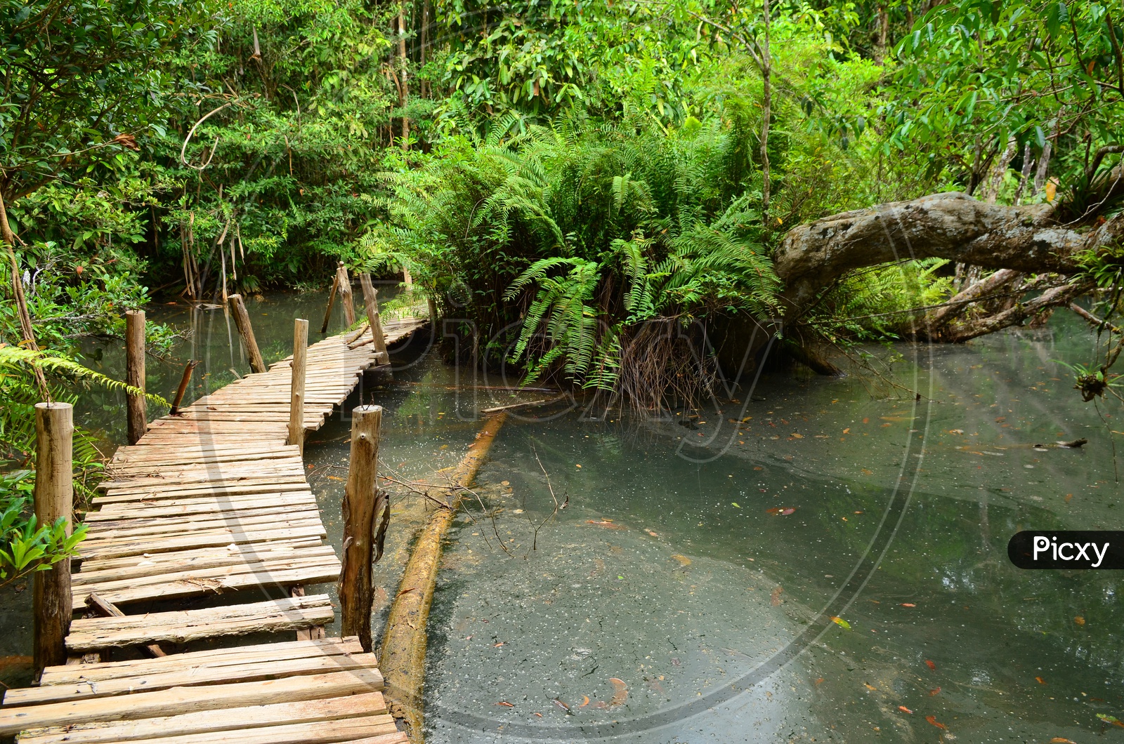 A Footwalk along the Mangrove forest, Thailand
