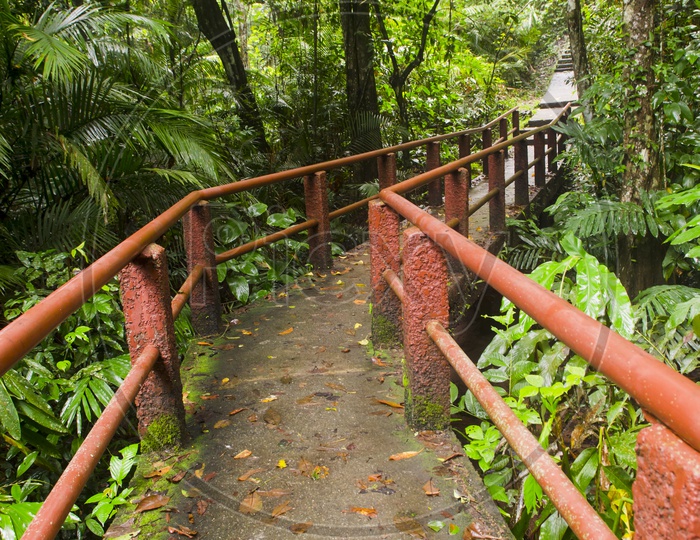 A Narrow Bridge to the jungle in Khao Yai national park,Thailand