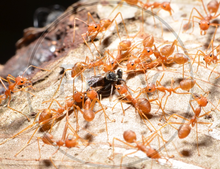 Closeup of Ants