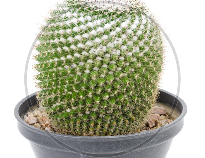 Green Cactus Plant Growing in a Pot Over an Isolated White Background