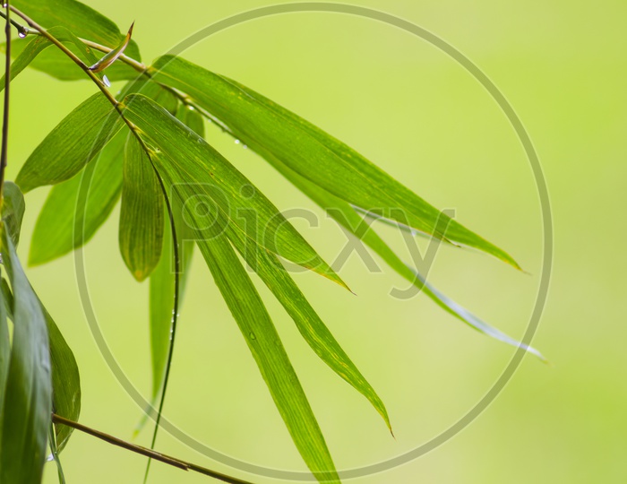 Green Bamboo leaf abstract background