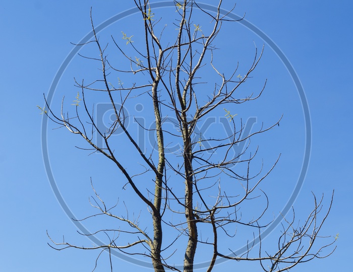 Dry tree and blue sky during Thailand summer.