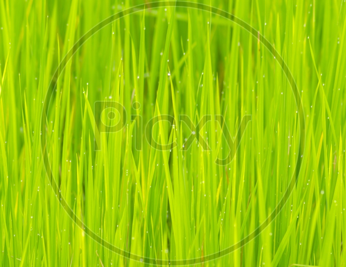 Closeup Shot of Rice field in Green