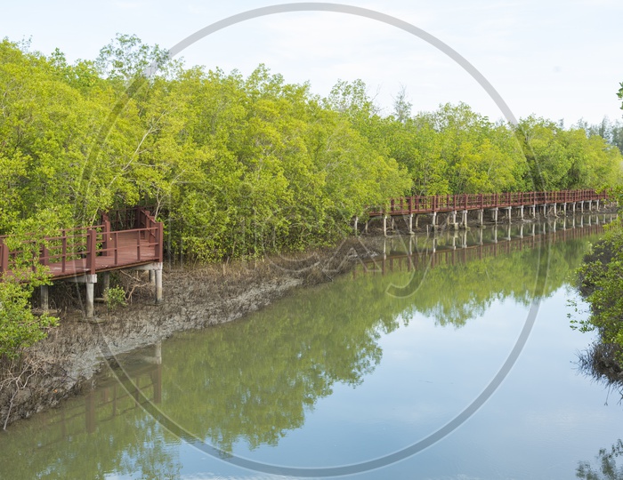 The wooden bridge in the mangrove forest in Thailand