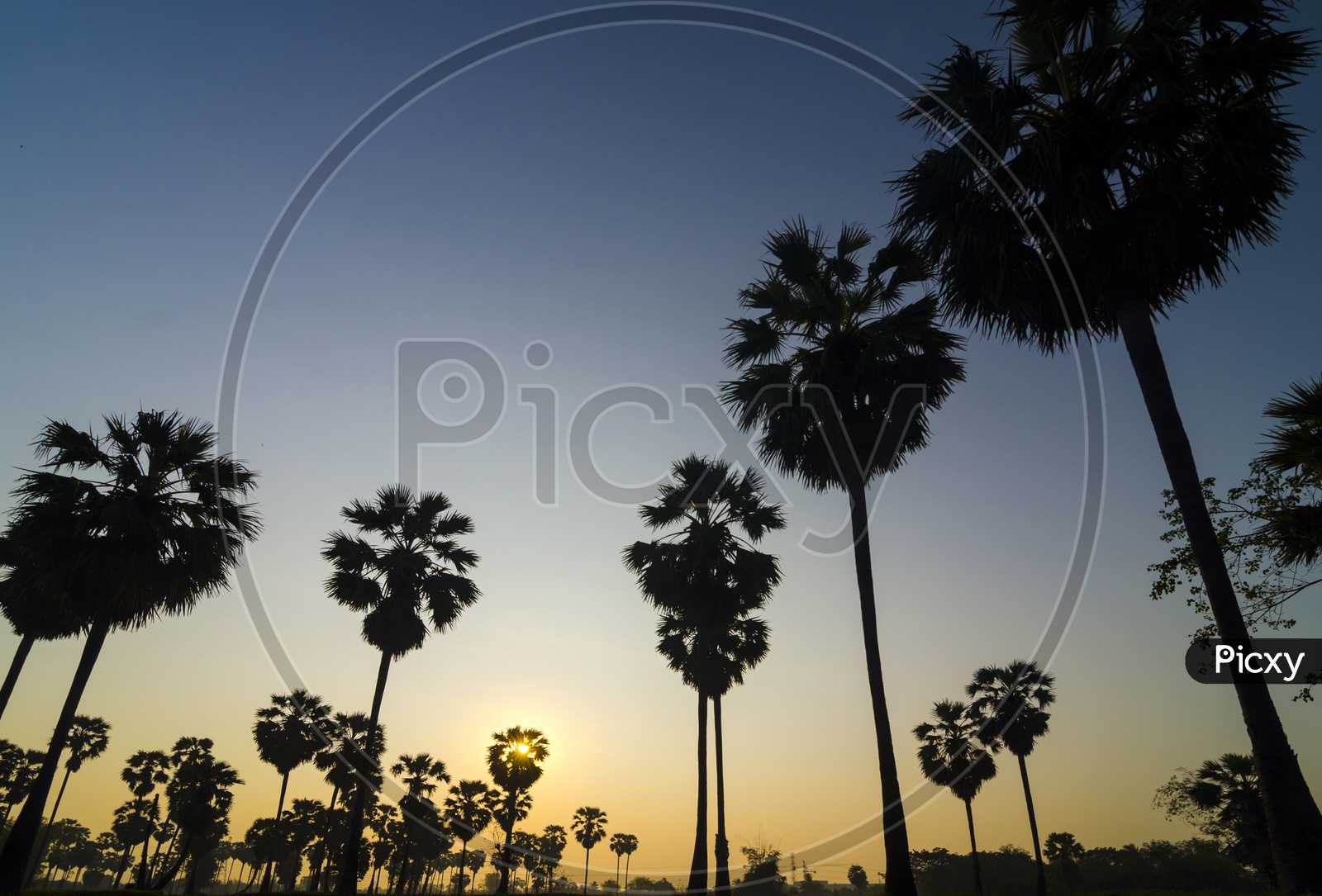 View of Palm Trees in tropical forest during sunset in Thailand