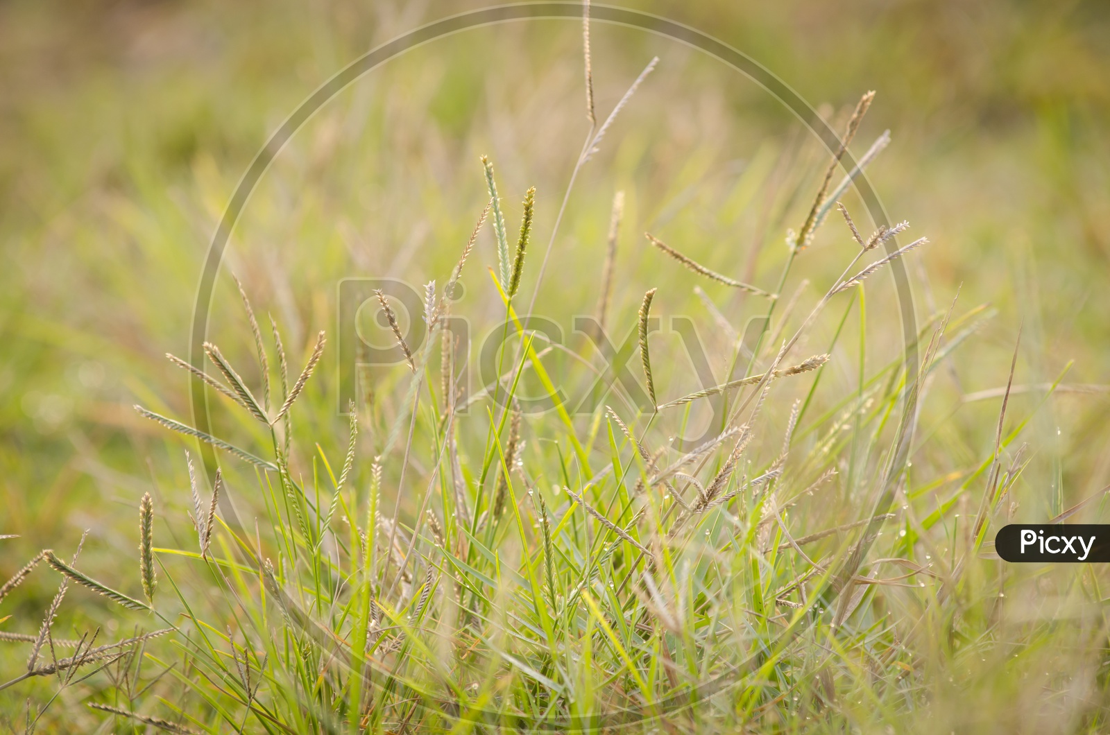 Grass with dew during winters in Thailand