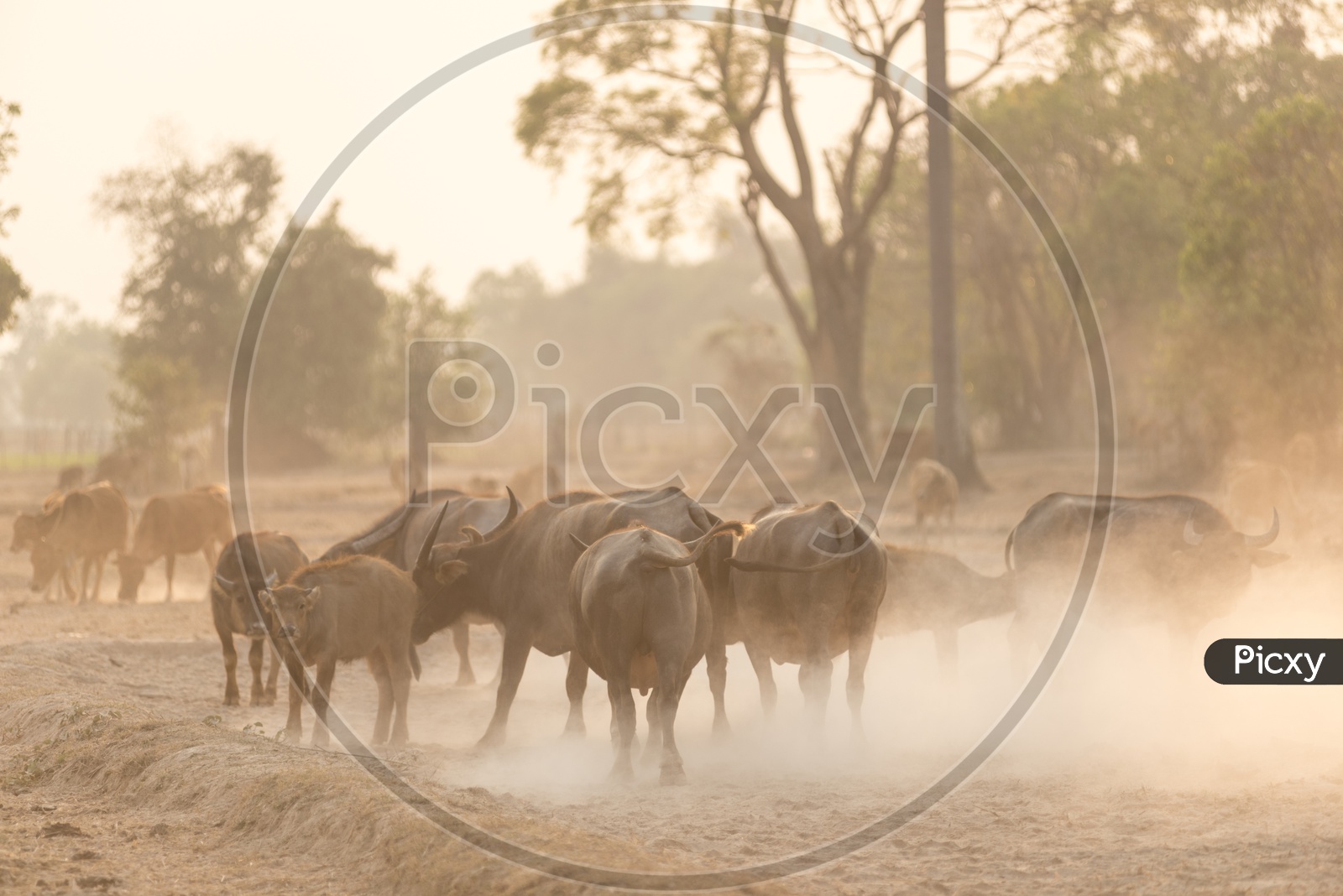 Water buffaloes in the Thailand local field during sunset