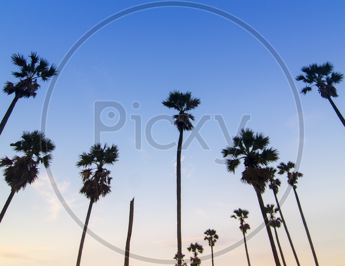 Sugar palm tree on sunset