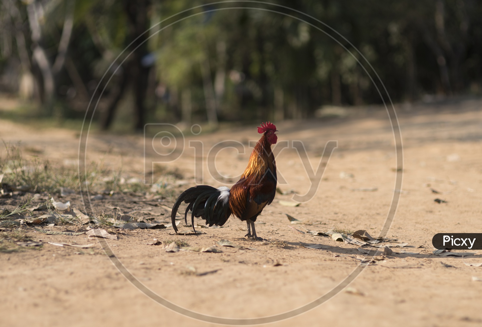 A rooster in the Thailand farmyard