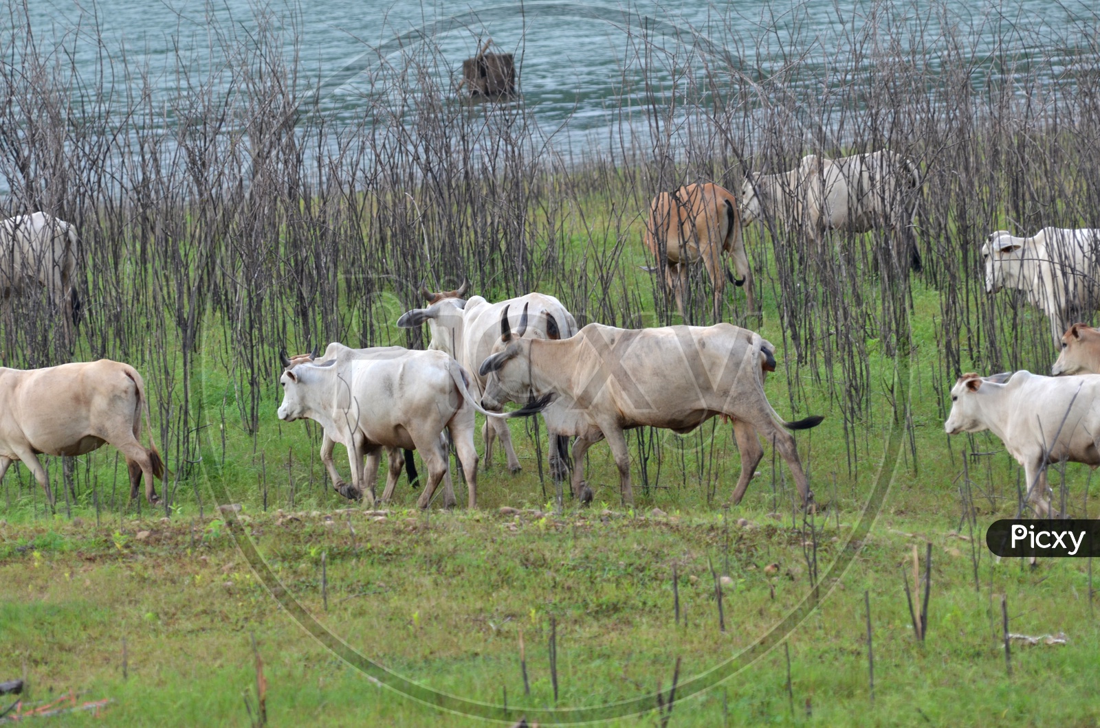 Cows  Grazing in a meadow in the riverside, Thailand