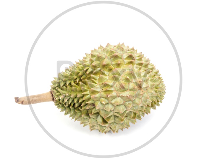 Nontoxic Durian Thai  Fruit On an isolated White Background