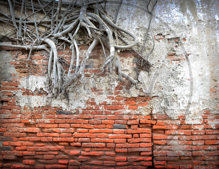 Roots covered brick wall