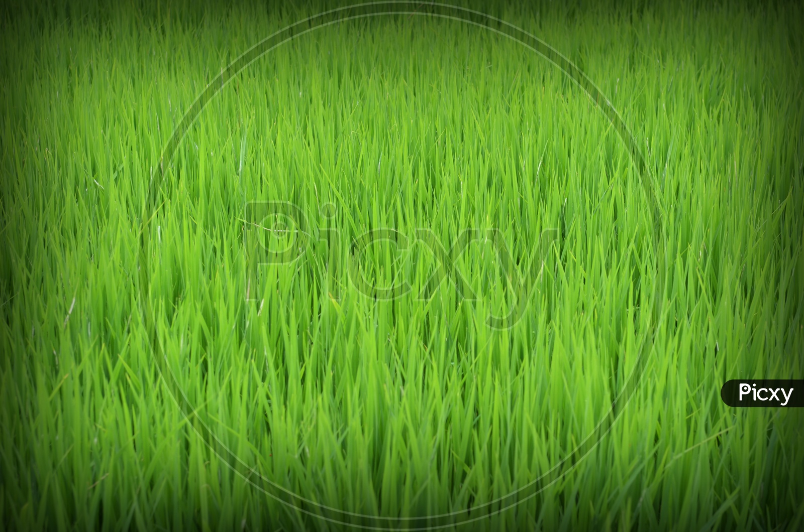Rice fields of Thailand