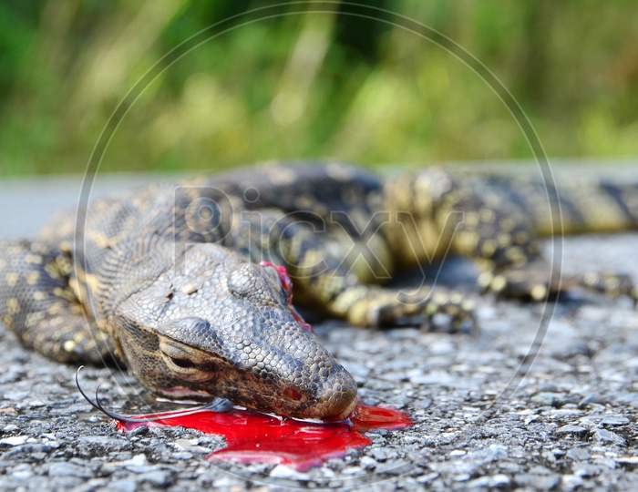 The remains of water monitor lizard in Thailand
