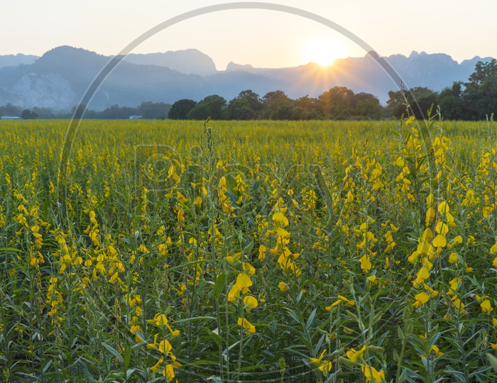 Flowers in Field with Sunset over Mountains in Background