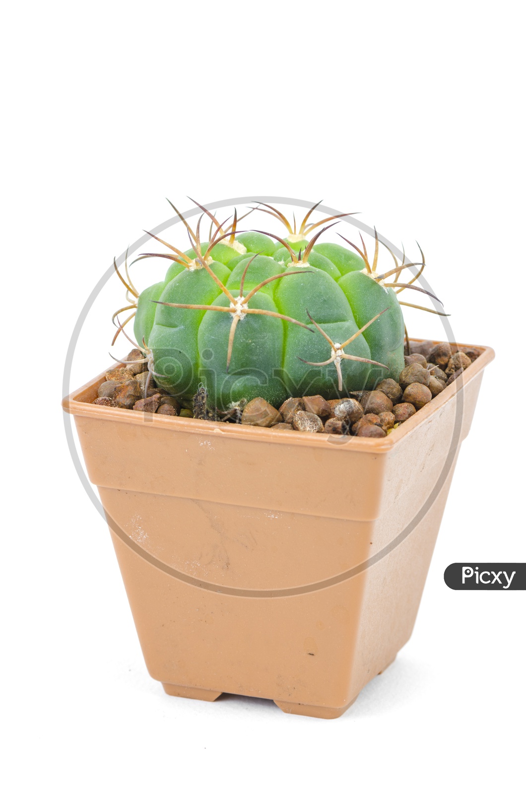 green cactus Plant In a Pot Over an Isolated White Background