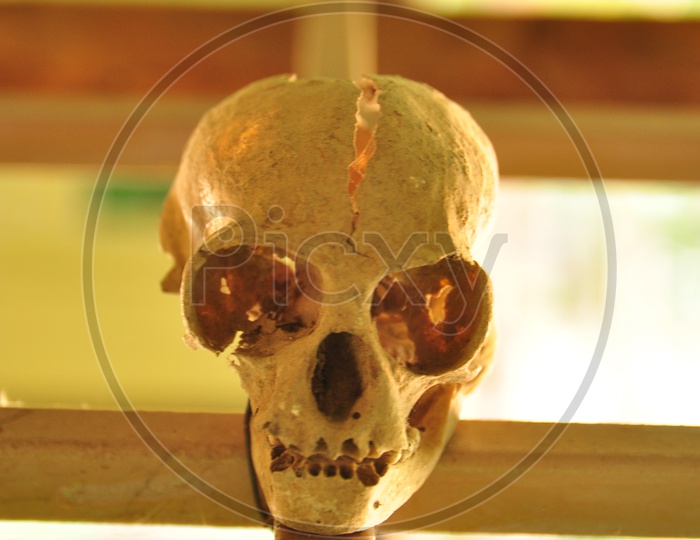 Front view of human skull