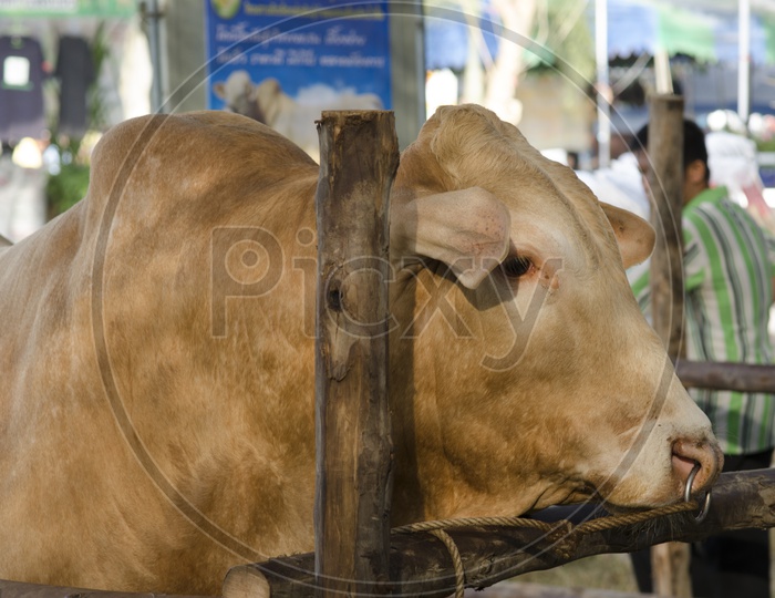 A Brown Thailand Cow