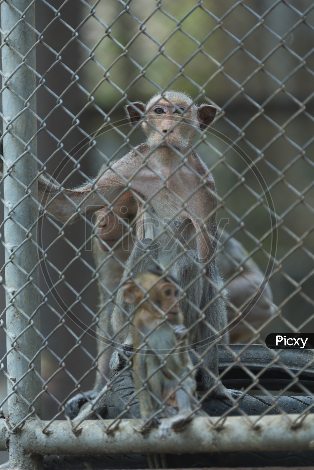 Monkeys in cage, Thailand