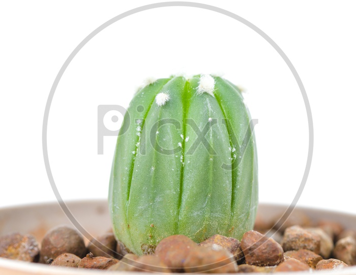 Green Young Cactus Plant Budding in a Plant Pot Over an Isolated White Background