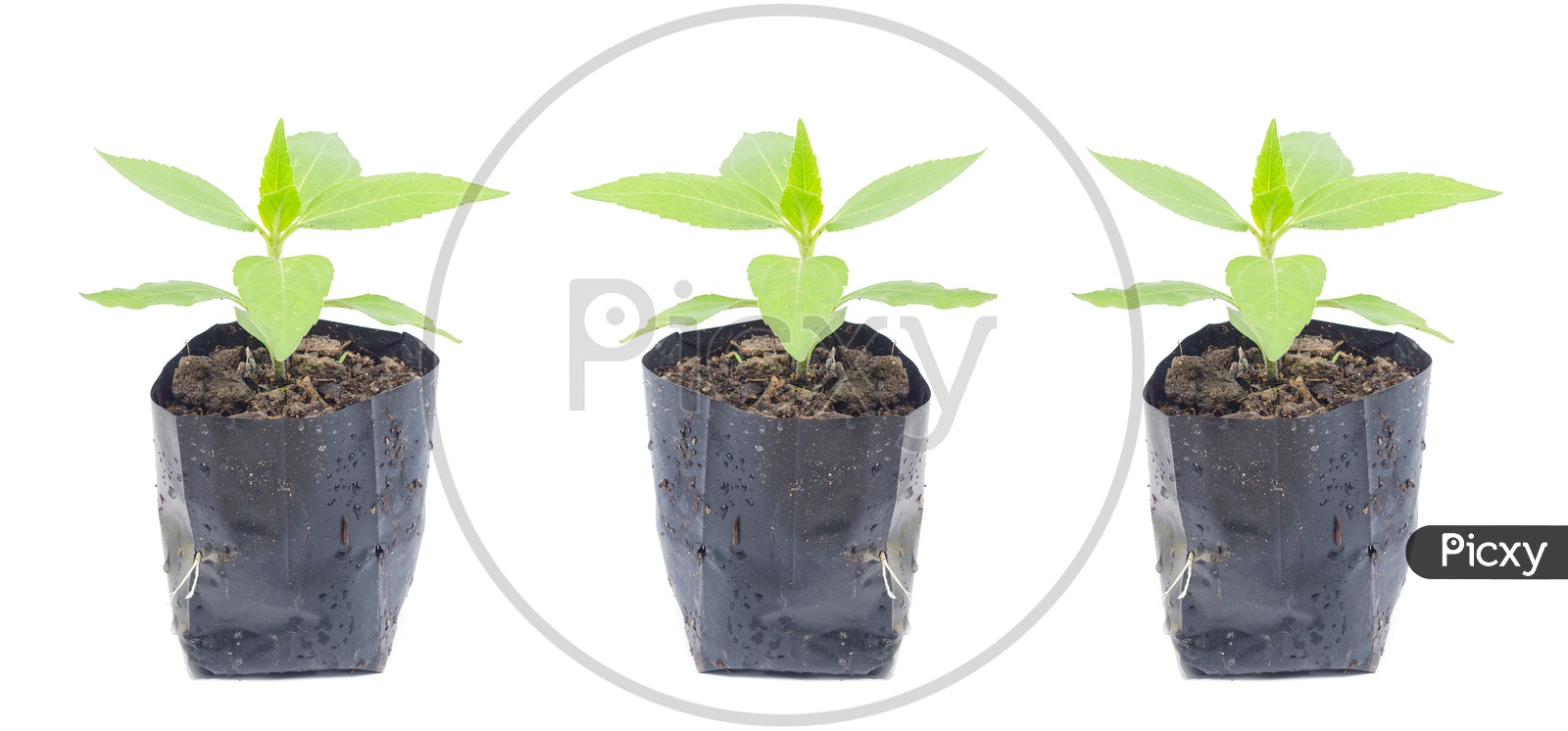 young plant Sapling Growing In a Plastic Pot isolated on white background