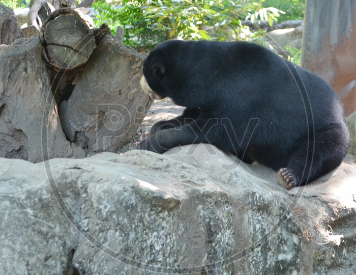 Black bear in the park, zoo in Asia