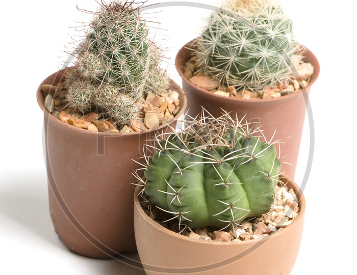 Group of cactus plant pots