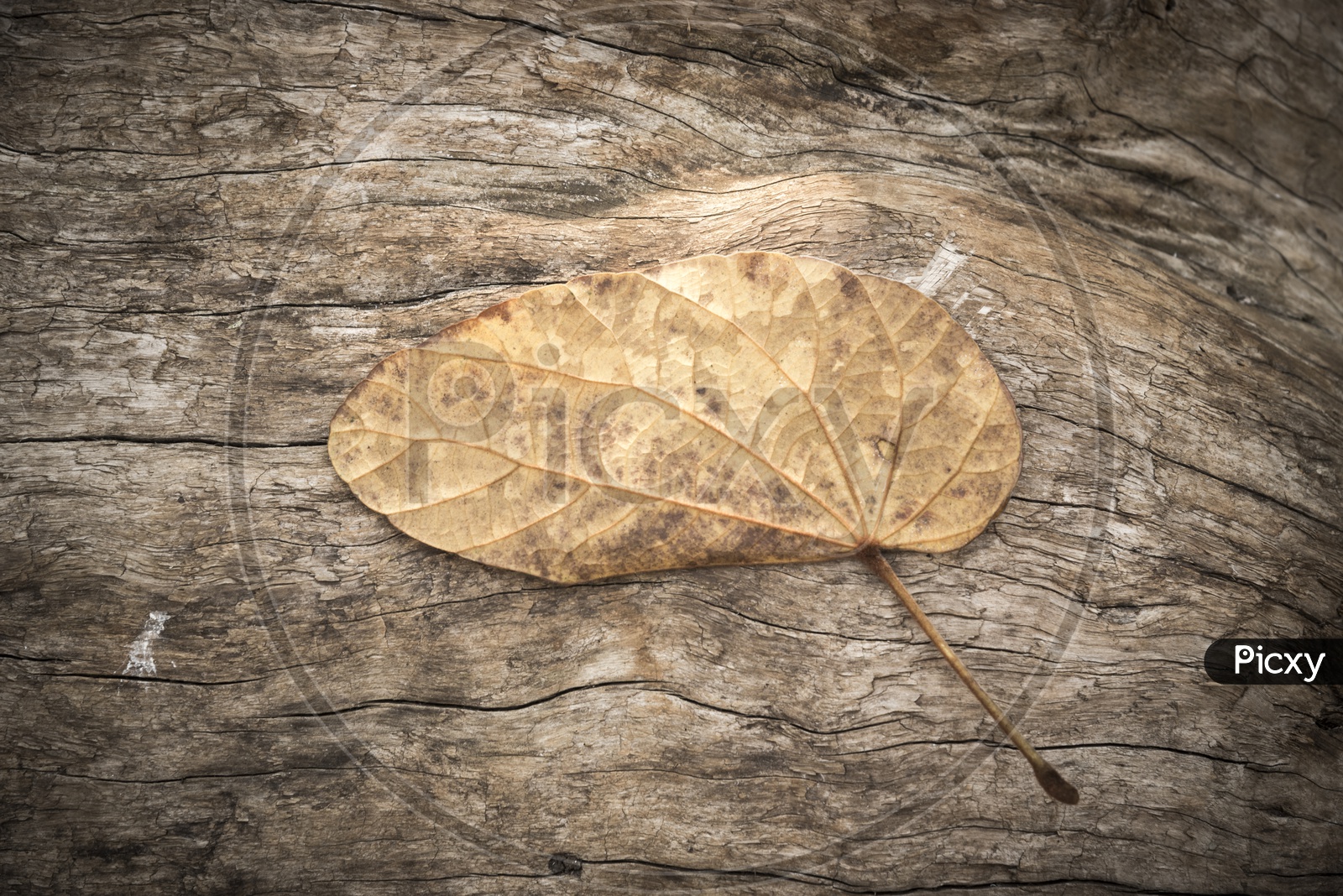A dried leaf on the wood texture